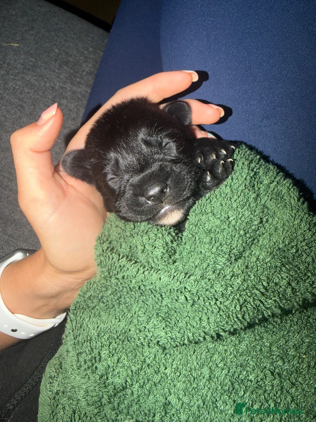 American Bull Staffy dogs for sale: Blue american staffies in Skelmersdale - Advert 2