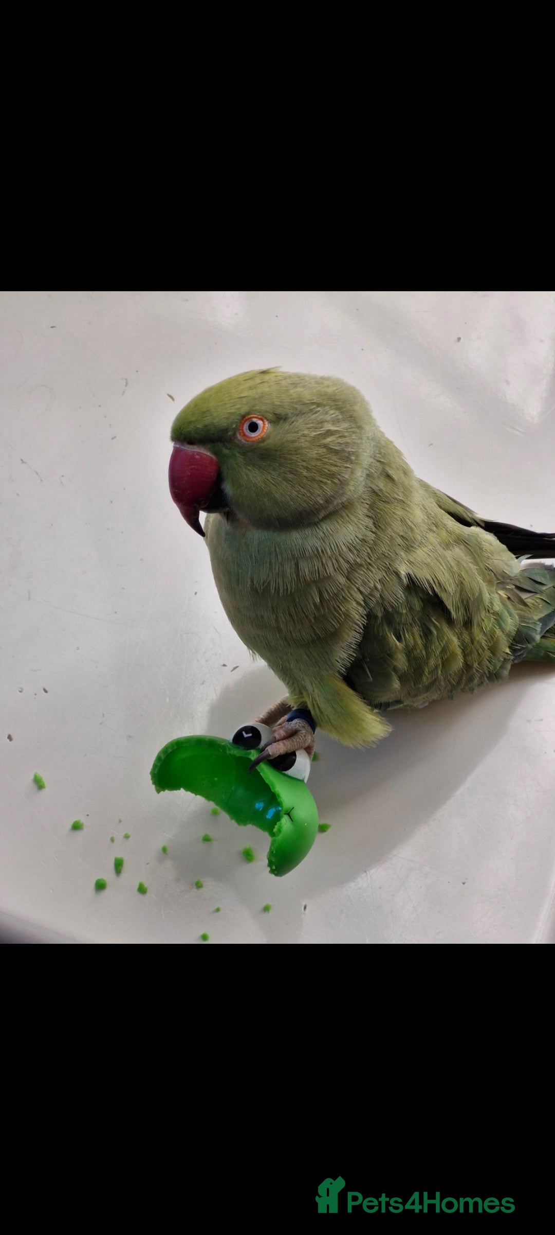 Ringnecks birds for sale: 2 year old male Indian Ringneck parrot - Advert 6