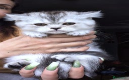 Scottish Fold cats for sale: 💙🩷LAST 2 SCOTTISH KITTENS ✅️TICA reg - Image 19