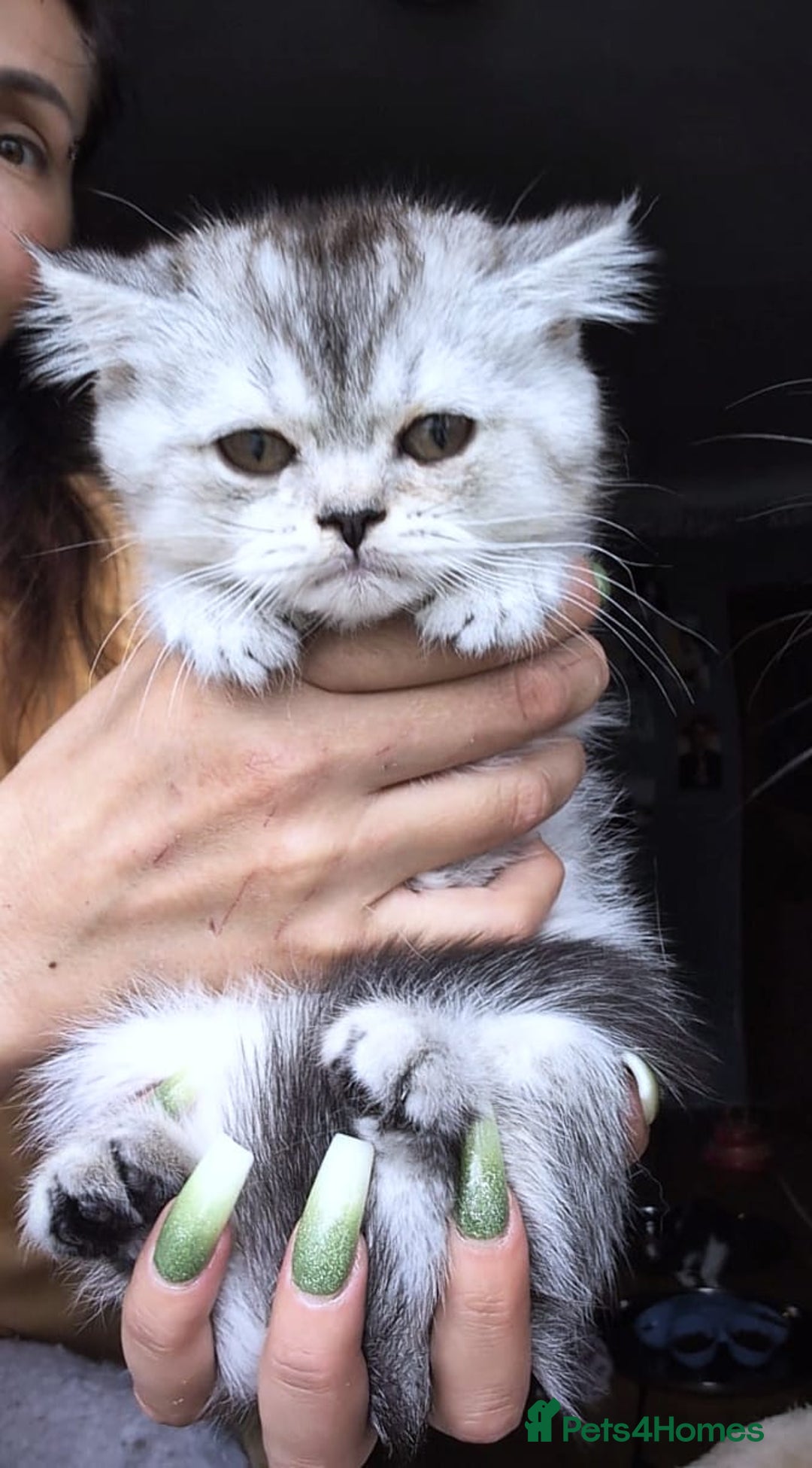 Scottish Fold cats for sale: 💙🩷LAST 2 SCOTTISH KITTENS ✅️TICA reg - Image 19