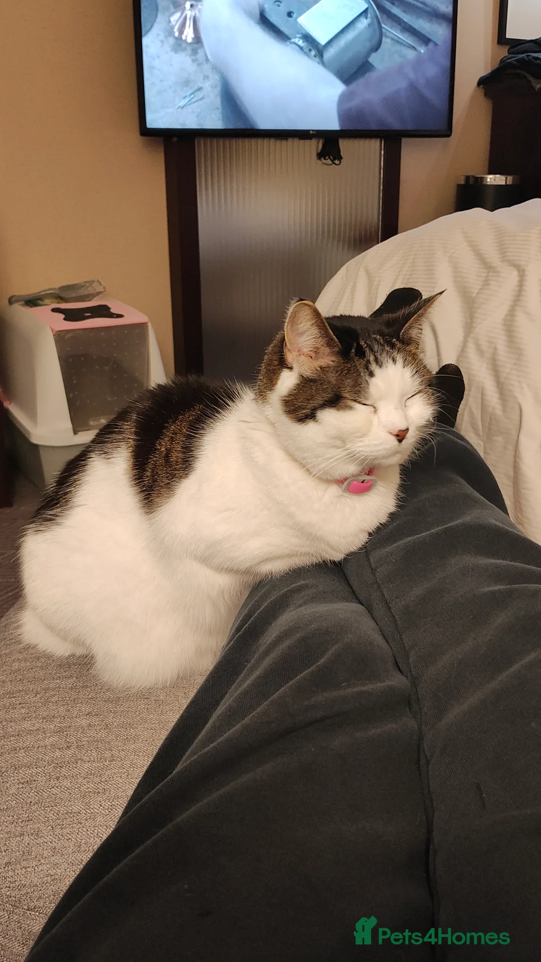 Mixed Breed cats for sale: URGENT HOME NEEDED BY TONIGHT OR TOMORROW - Advert 2