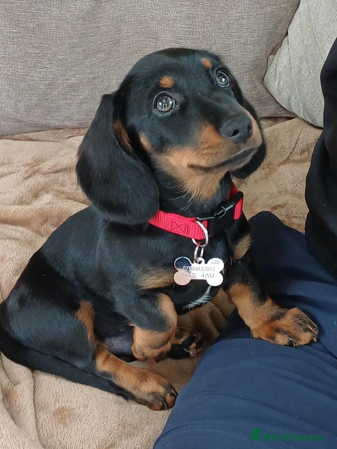 Miniature Dachshund dogs for sale: Gus Cosgrove in Glasgow - Advert 5