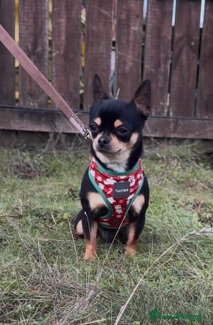 Chihuahua dogs Kc reg male chihuahua  - Advert 16