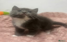 Mixed Breed cats for sale: 3 cute female kittens for sale  - Image 5