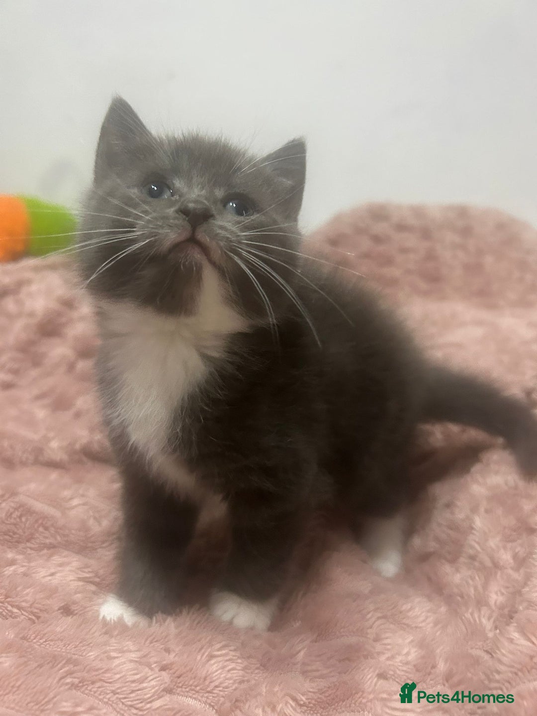 Mixed Breed cats for sale: 3 cute female kittens for sale  - Image 5