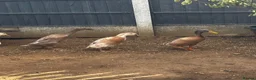 Ducks poultry for sale: Indian runner ducks in Grantham - Advert 7