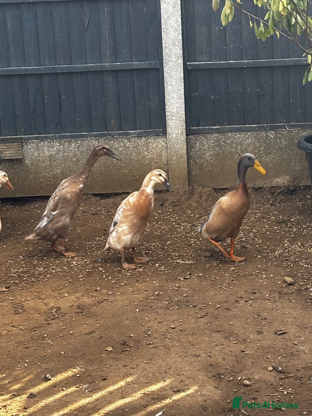 Ducks poultry for sale: Indian runner ducks in Grantham - Advert 7