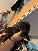 Mixed Breed dogs - Advert 10