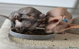 Sphynx cats for sale: Looking for a lap - Image 2