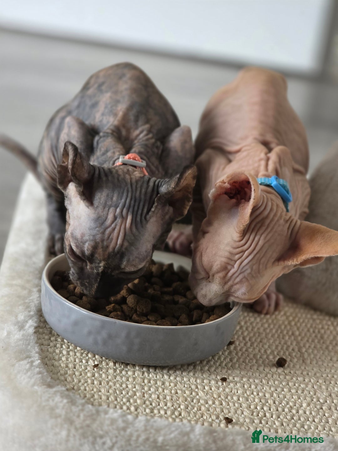 Sphynx cats for sale: Looking for a lap - Image 2