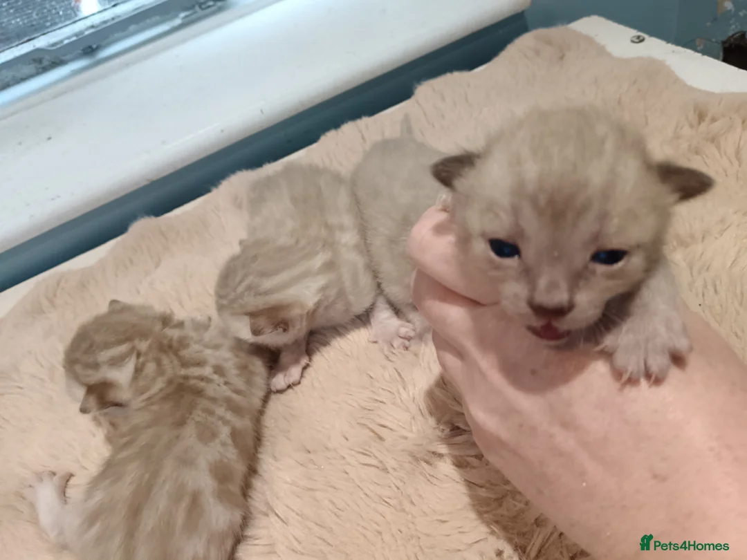 Bengal cats for sale: Tica RG pure bengals - Advert 5