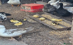 Ducks poultry for sale: Lucky dip ducks mix ofcayugas runners muscovies - Image 2