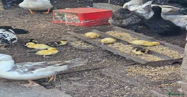 Ducks poultry - Advert 4