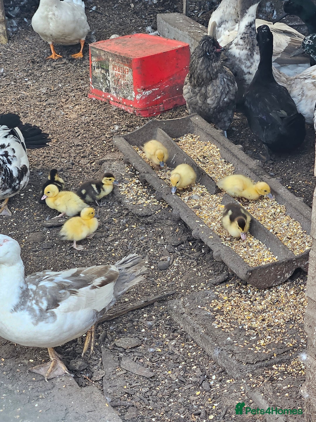 Ducks poultry for sale: Lucky dip ducks mix ofcayugas runners muscovies - Image 2