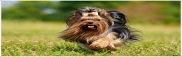 Yorkshire Terrier dogs for sale: MINIATURE YORKSHIRE TERRIERS KC PARENTS DNA TESTED - Advert 3