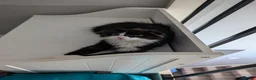 Scottish Fold cats for sale: 3 handsome Scottish fold kittens  - Advert 1