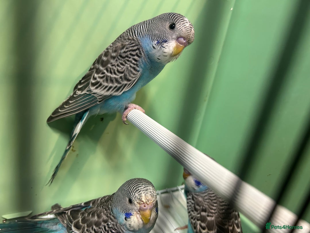Budgerigars birds for sale: Budgies for sale, all in good health - Advert 9