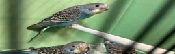 Budgerigars birds for sale: Budgies for sale, all in good health - Advert 10