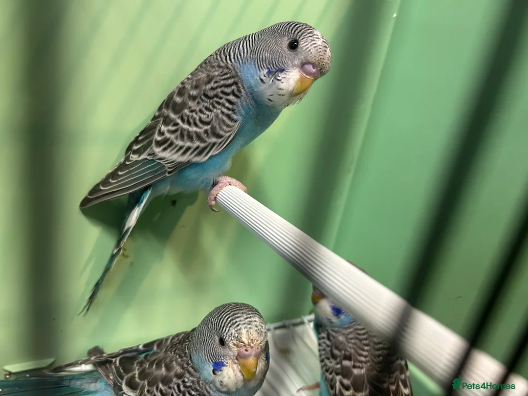 Budgerigars birds for sale: Budgies for sale, all in good health - Advert 10