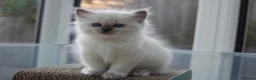 Ragdoll cats for sale: GCCF Reg Ragdoll Kittens – Outstanding GrCh Lines in Droitwich - Advert 8