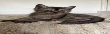 Scottish Fold 4