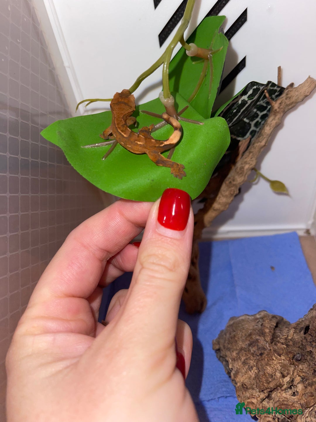 Gecko reptiles for sale: Crested geckos  - Advert 8