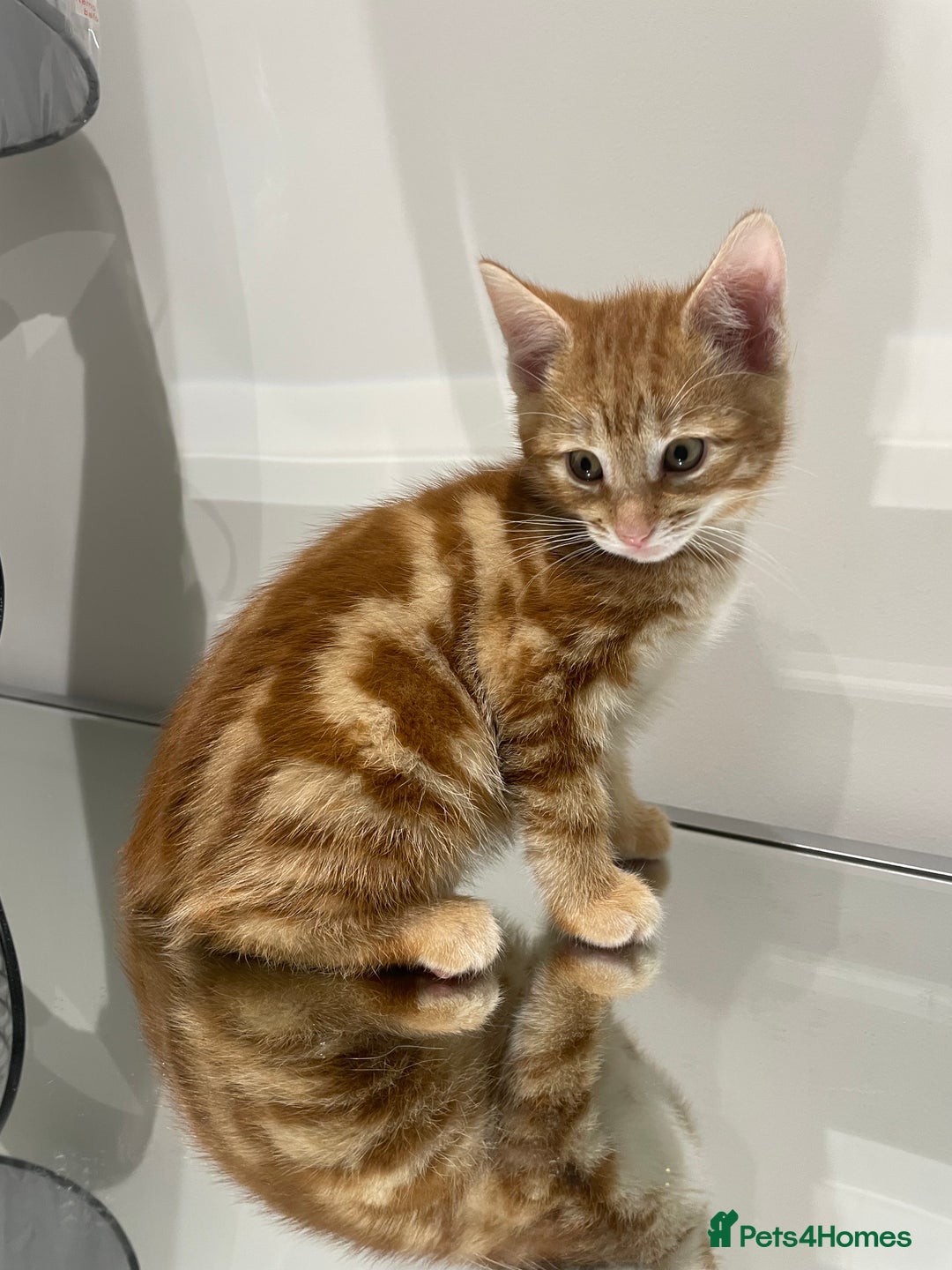 Mixed Breed cats for sale: Beautiful kittens ready to go now  - Advert 13