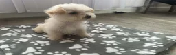Westiepoo dogs for sale: Westiepoo Boy in Bolton - Advert 5