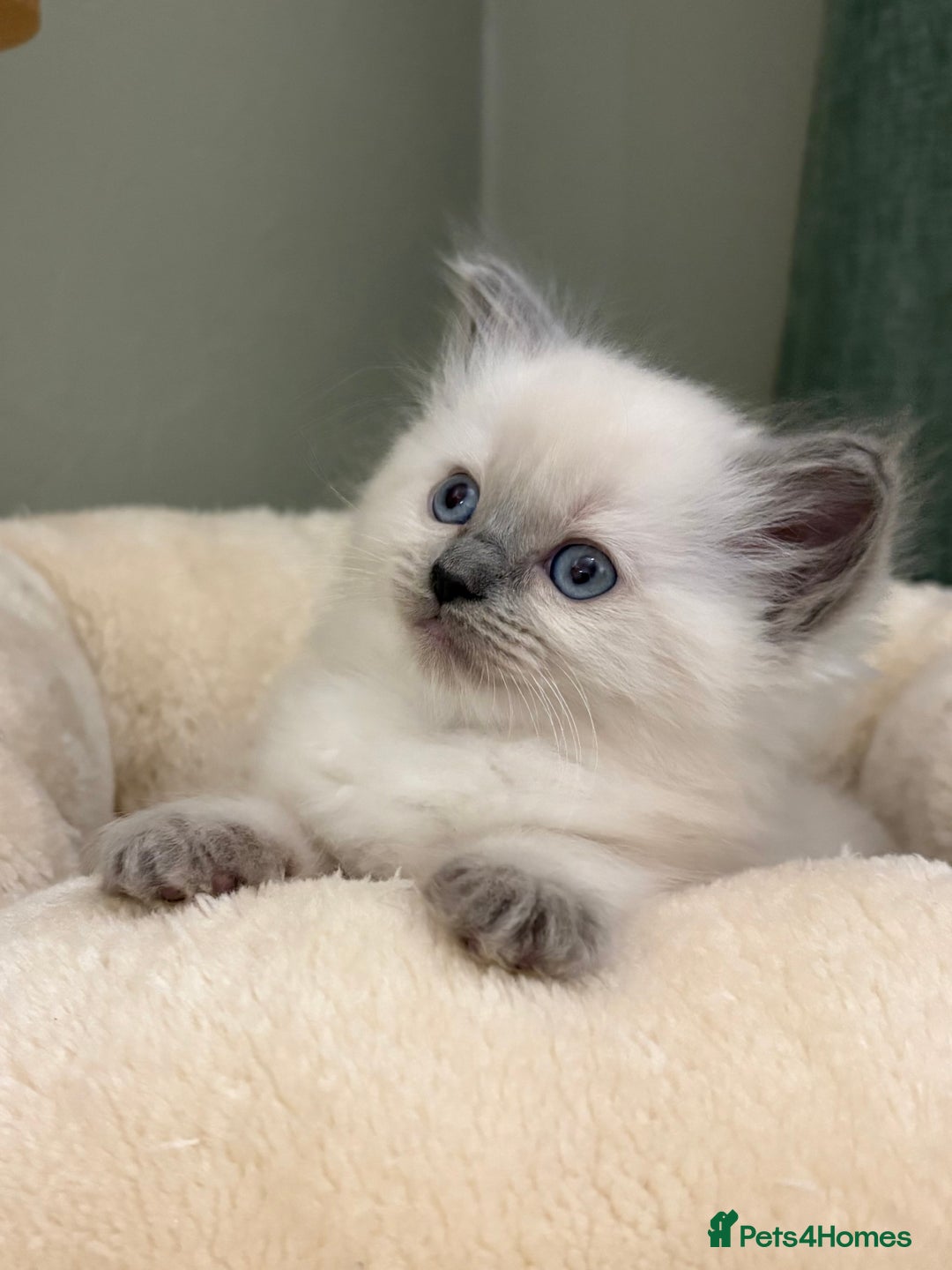 Ragdoll cats for sale: Gccf ragdolls ready 12th Jan  - Advert 11