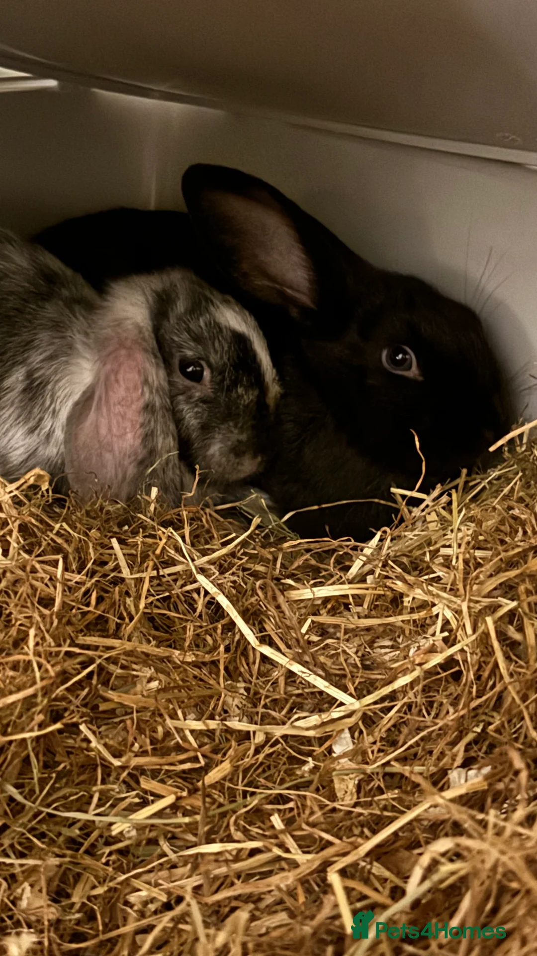 Tri Coloured Dutch rabbits for sale: Re-homing two rabbits - Advert 3