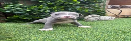 Staffordshire Bull Terrier dogs for sale: LAST ONE ** BLUE STAFFORDSHIRE BULL TERRIERS  - Advert 9