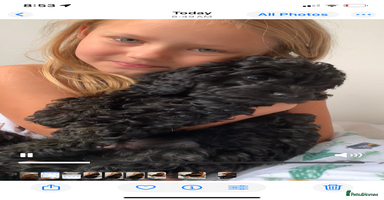Cavapoo dogs - Advert 3