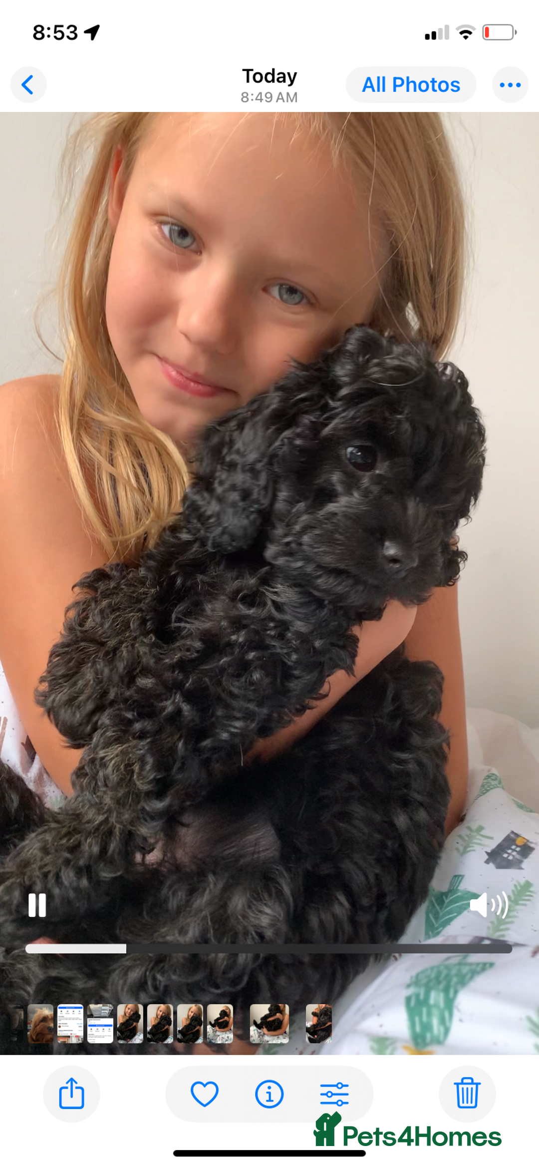 Cavapoo dogs for sale: Stunning premium F1 Cavapoos 🥰 DNR tested parents - Image 2