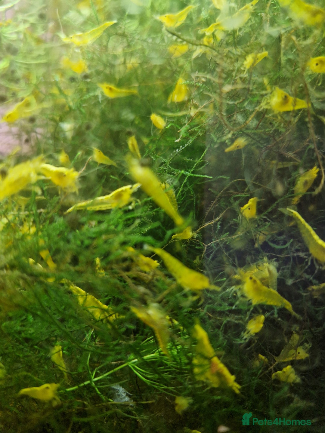 Shrimps fish for sale: Yellow Cherry Shrimps for sale  - Advert 3