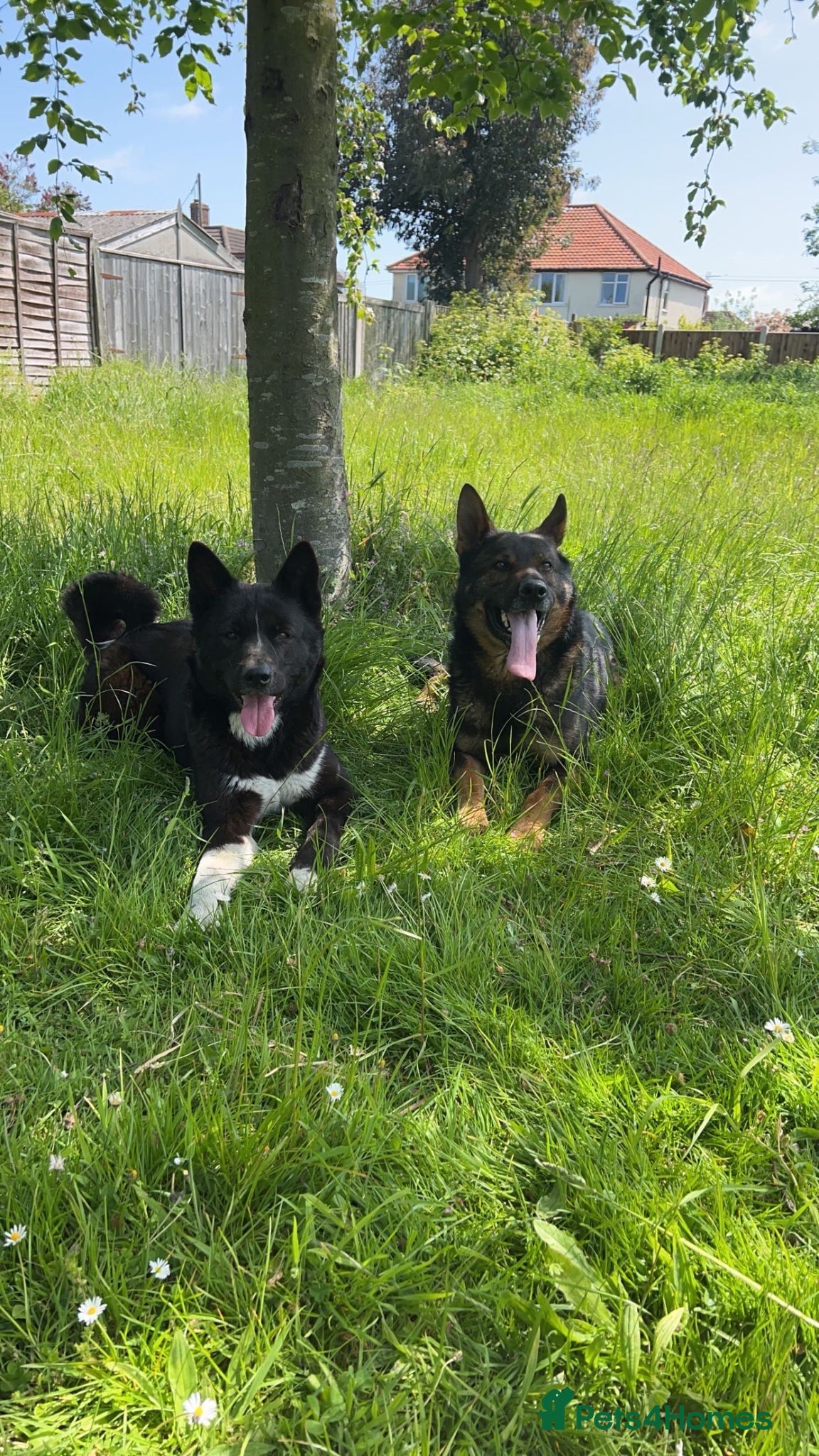 Mixed Breed dogs 🐾 German Shepherd x American Akita 🐾 - Advert 11