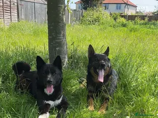 Mixed Breed dogs 🐾 German Shepherd x American Akita 🐾 - Advert 11