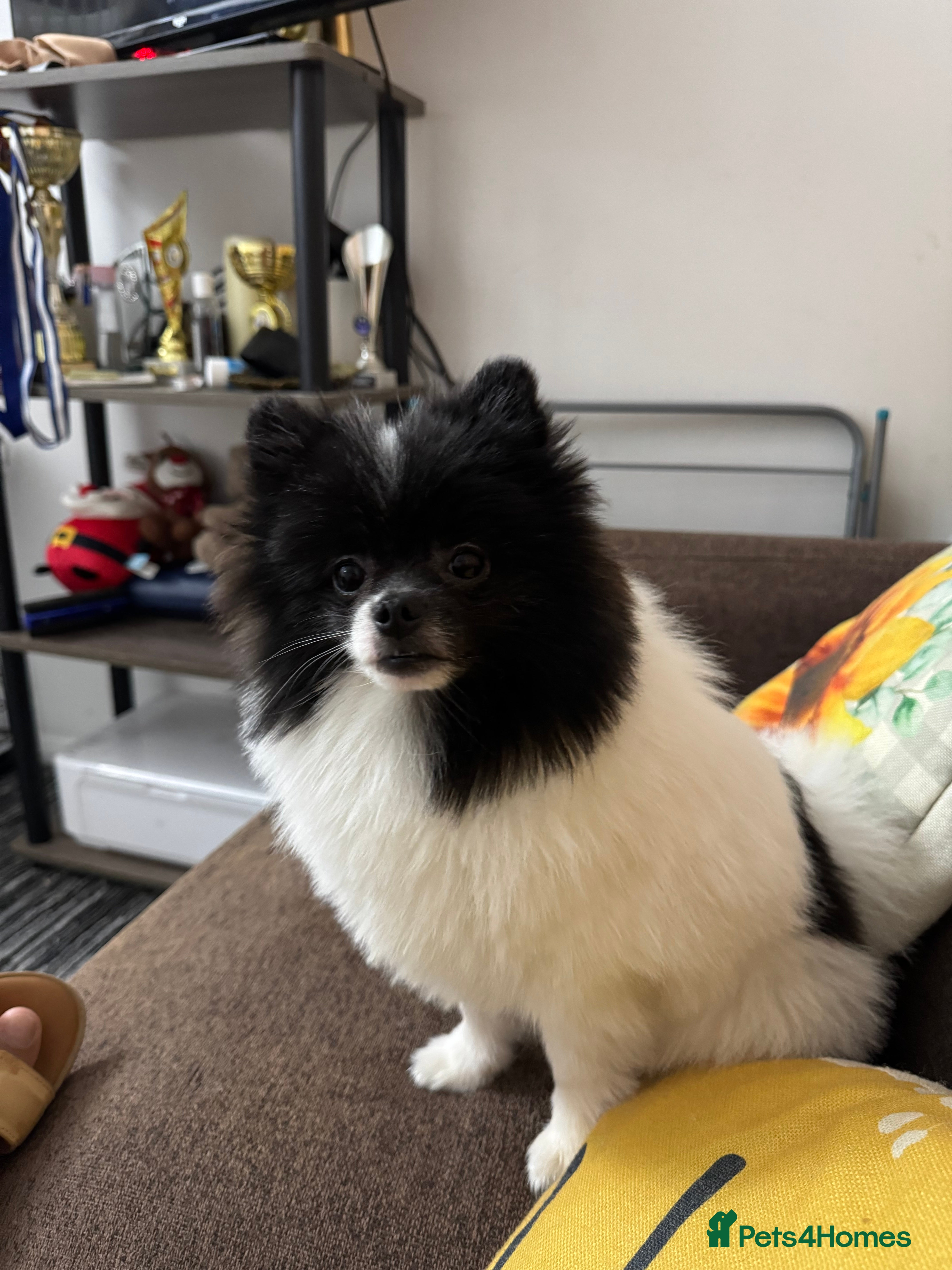 Pomeranian dogs Proven Pomeranian Stud Yoshi❤️ - Advert 7