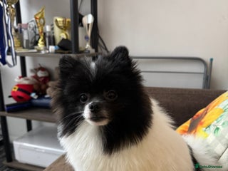 Pomeranian dogs - Advert 11