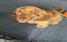 Cocker Spaniel dogs for sale: GOLDEN SHOW COCKER PUPPIES  - Image 21