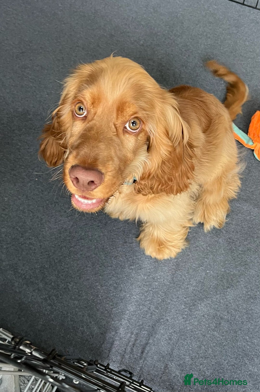 Cocker Spaniel dogs for sale: GOLDEN SHOW COCKER PUPPIES  - Image 21