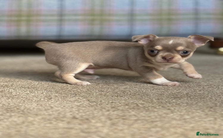 Chihuahua dogs - Advert 1