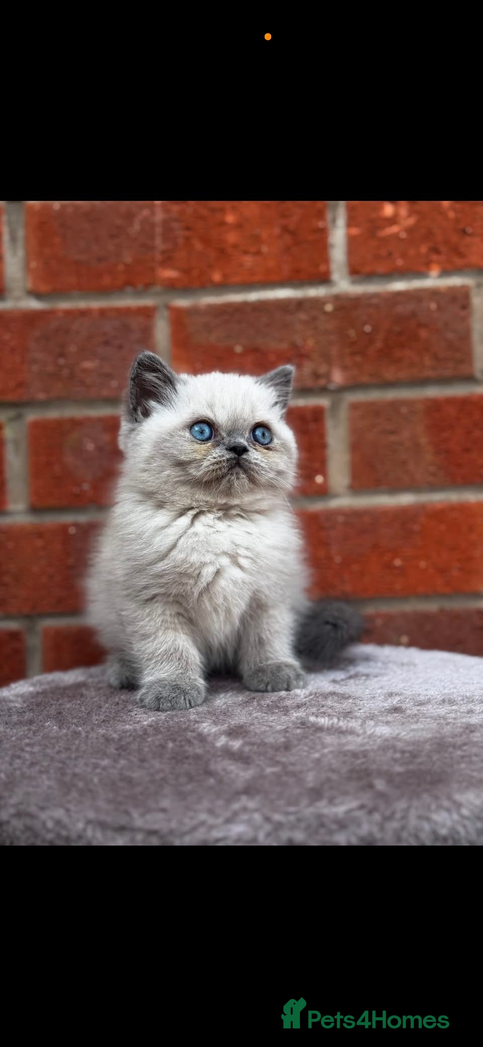 Exotic cats Exotic kittens  - Advert 2