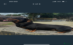 Dachshund dogs for sale: Dachshund puppies  - Image 5