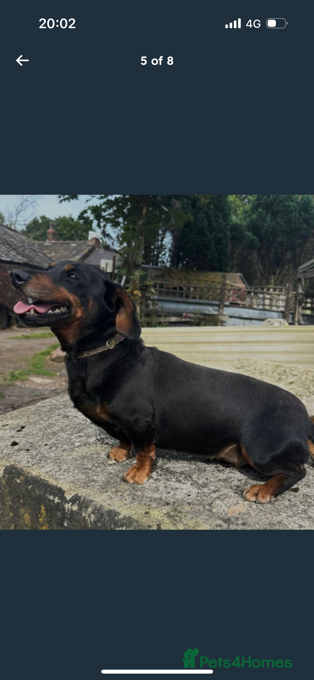 Dachshund dogs for sale: Dachshund puppies  - Image 5