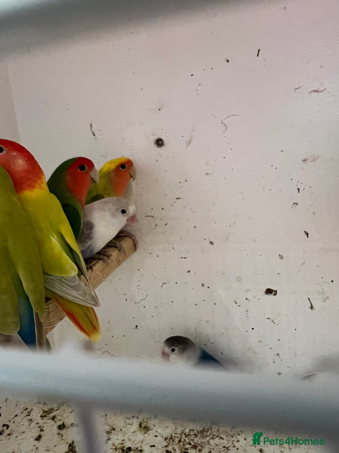 Lovebirds birds for sale: Beautiful lovebirds - Image 10