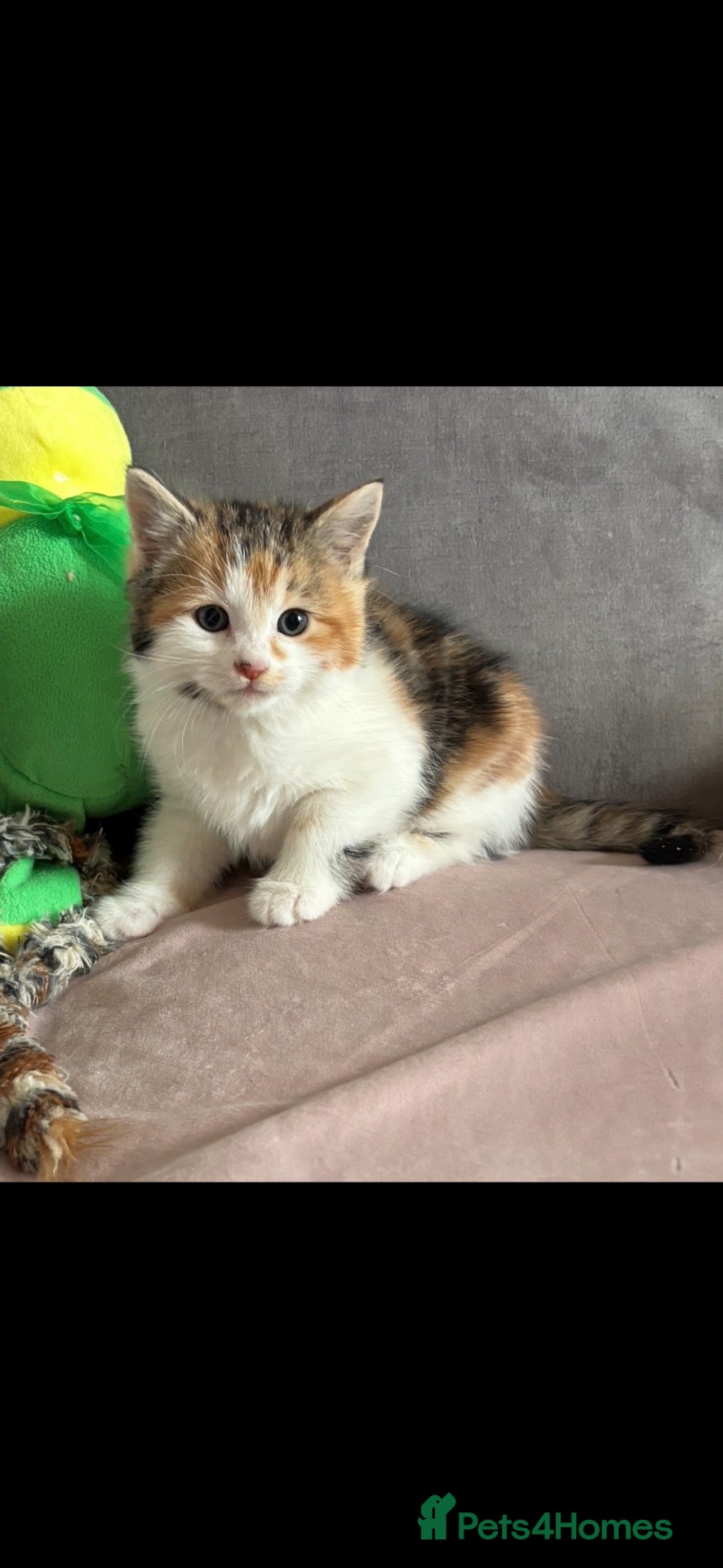 Mixed Breed cats Kittens beautiful Mainecoon cross ready now!🐈🐈 - Advert 2