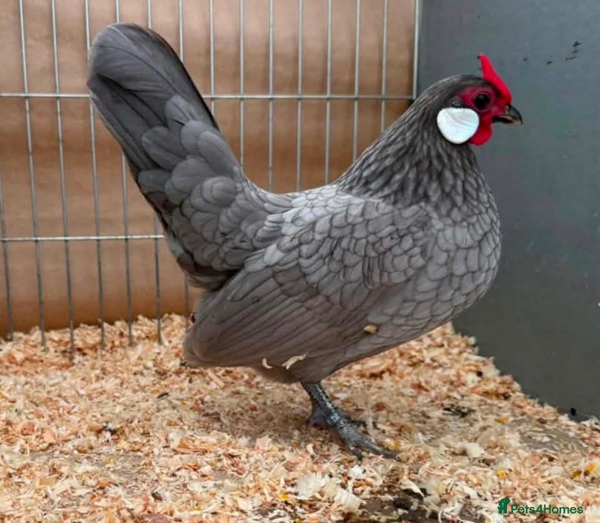 Chickens poultry Exhibition Rosecomb bantams - Advert 1