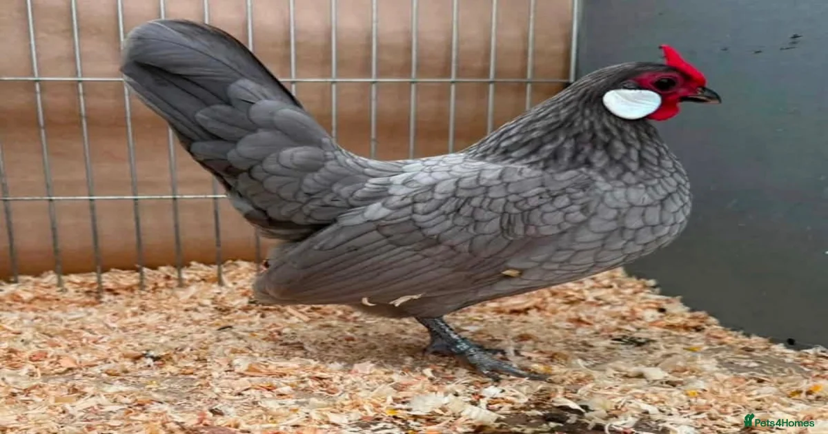 poultry-for-sale-pets4homes