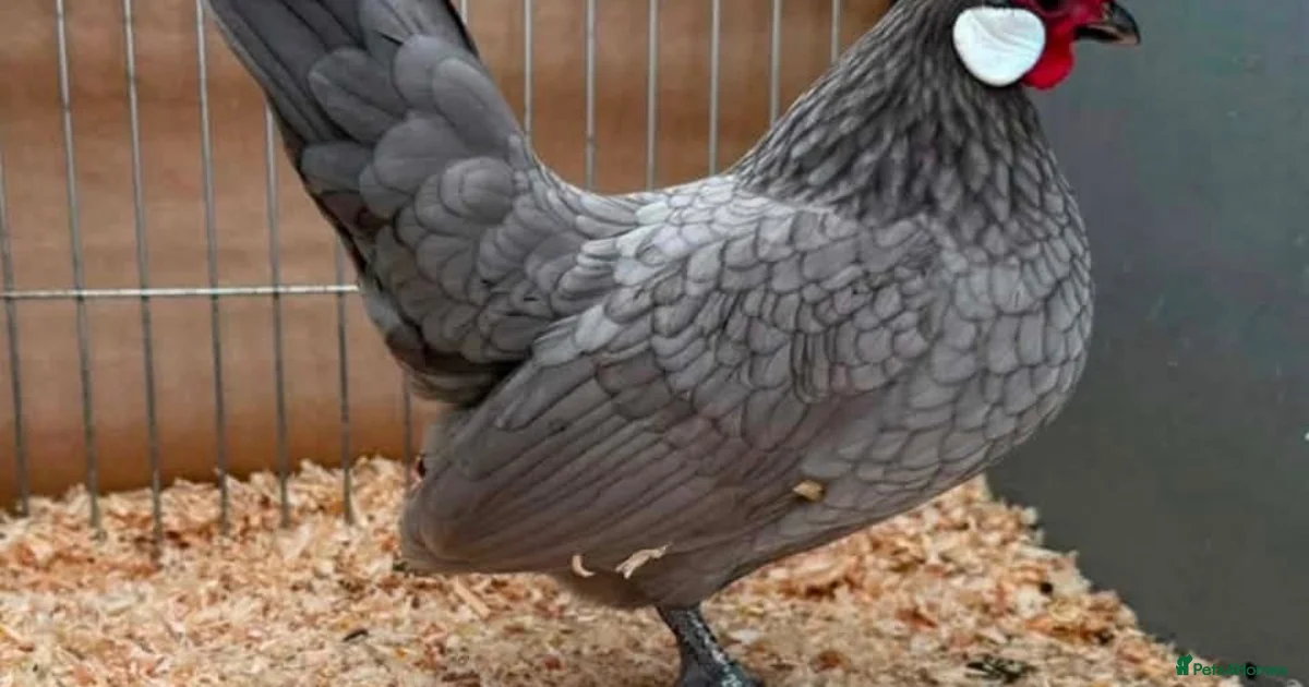 Poultry For Sale Pets4Homes poultry-for-sale-pets4homes