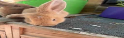 Continental Giant rabbits for sale: gorgeous continental giantxFrench lop READY TO GO - Advert 14
